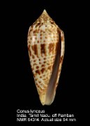 Conus lynceus (2)